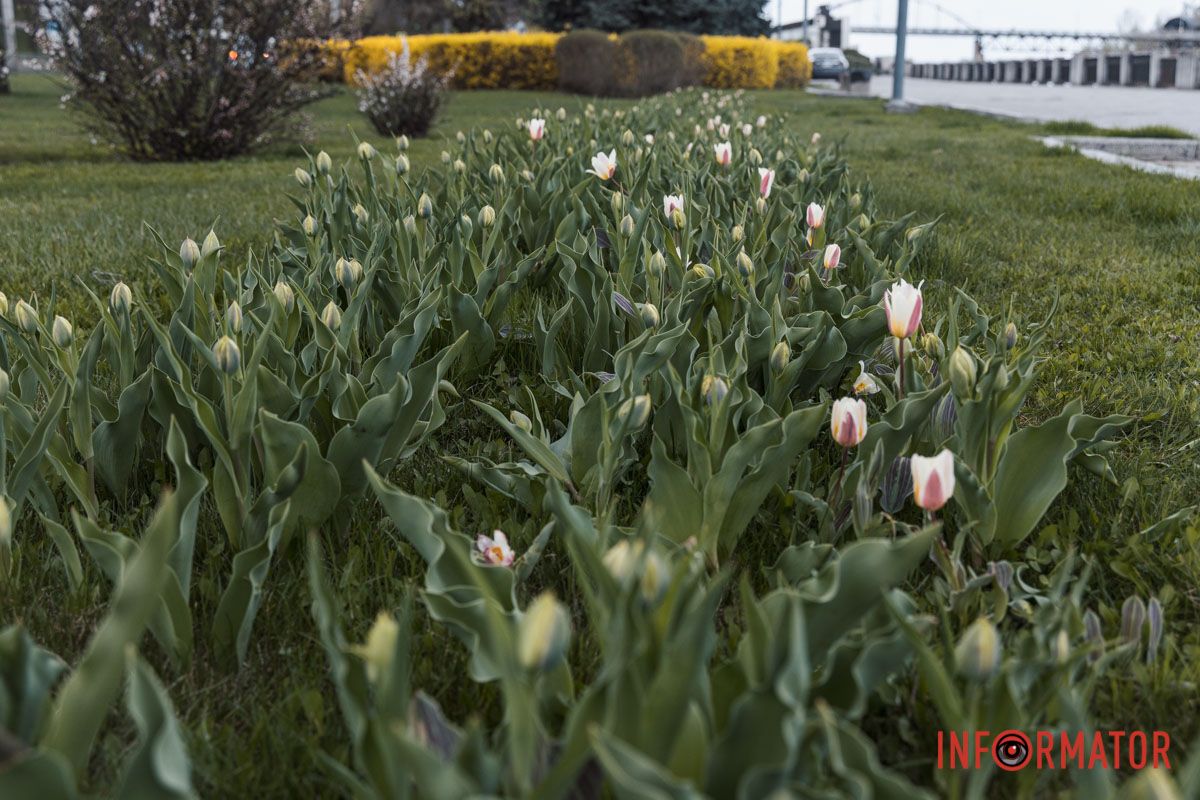 У Дніпрі на Січеславській Набережній розквітли перші бутони тюльпанів 2