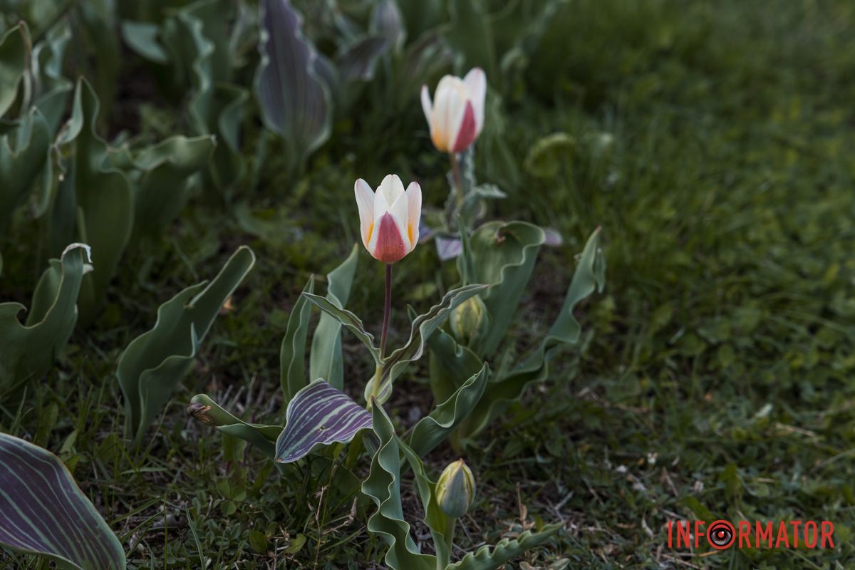У Дніпрі на Січеславській Набережній розквітли перші бутони тюльпанів 9