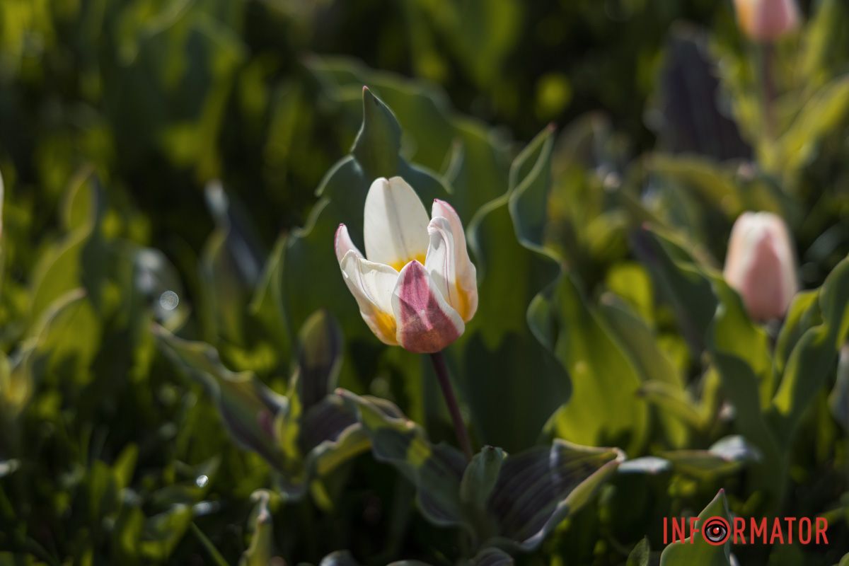 У Дніпрі на Січеславській Набережній розквітли перші бутони тюльпанів 5