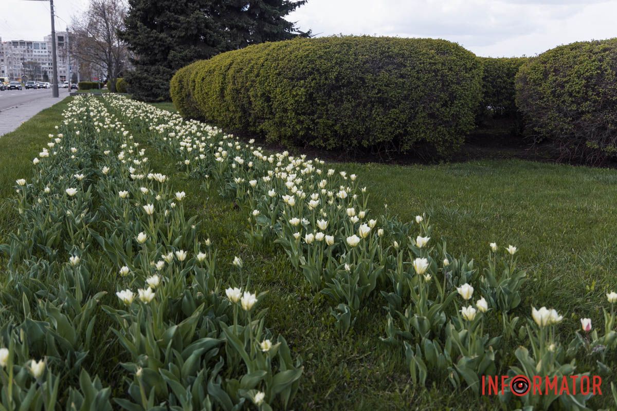 У Дніпрі на Січеславській Набережній розквітли перші бутони тюльпанів 15
