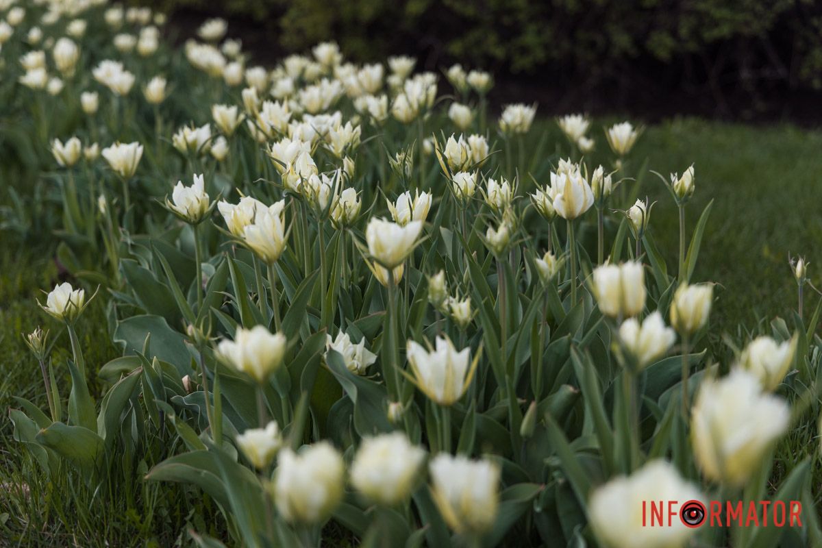 У Дніпрі на Січеславській Набережній розквітли перші бутони тюльпанів 6