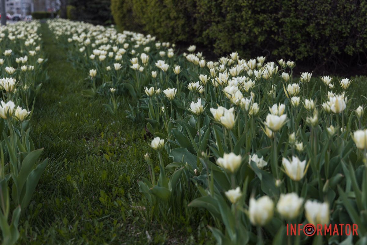 У Дніпрі на Січеславській Набережній розквітли перші бутони тюльпанів 8
