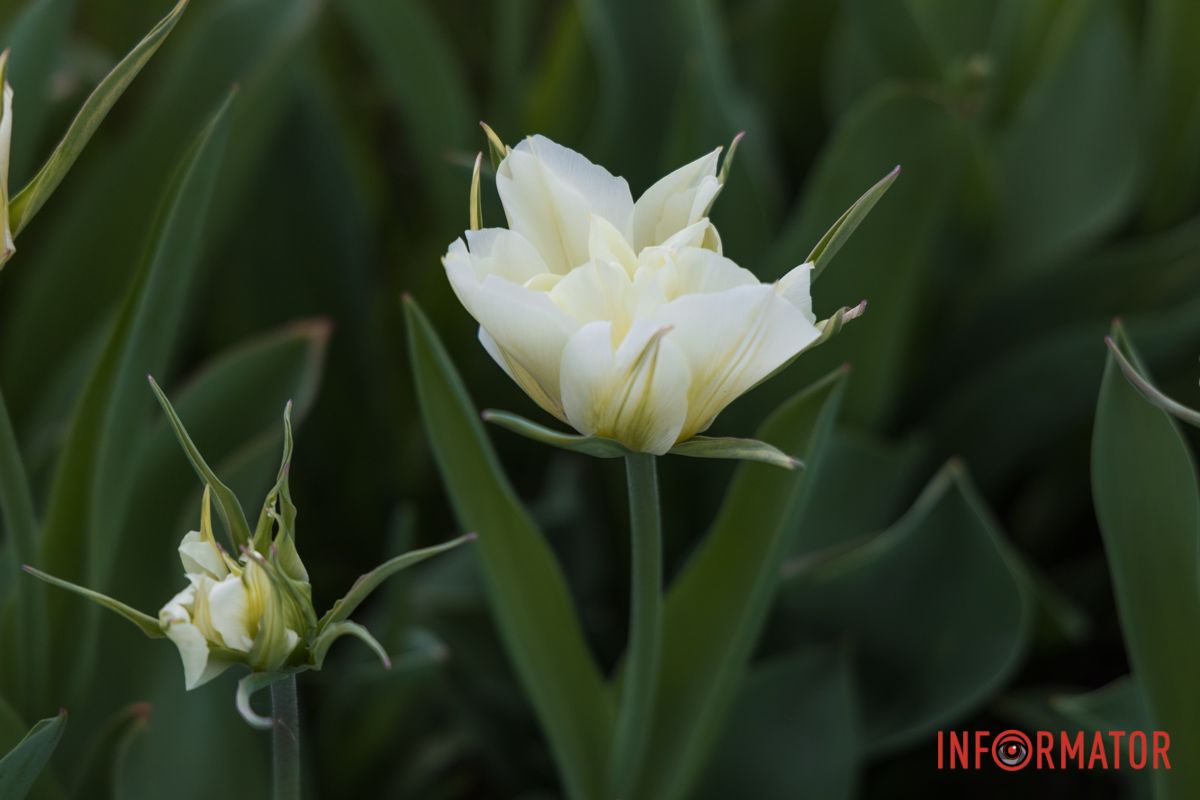 У Дніпрі на Січеславській Набережній розквітли перші бутони тюльпанів 7