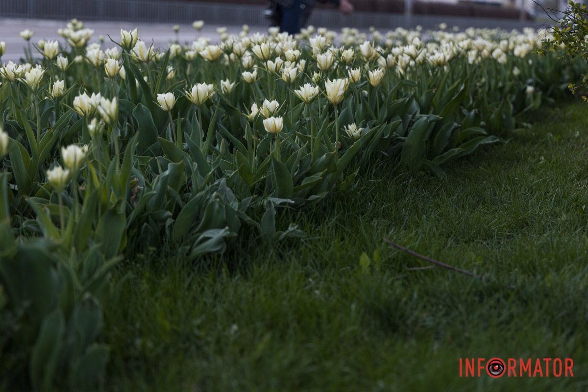 У Дніпрі на Січеславській Набережній розквітли перші бутони тюльпанів 12