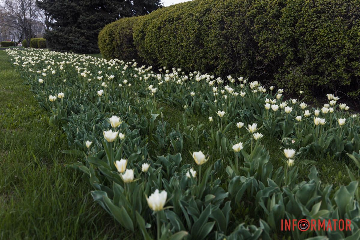 У Дніпрі на Січеславській Набережній розквітли перші бутони тюльпанів 14