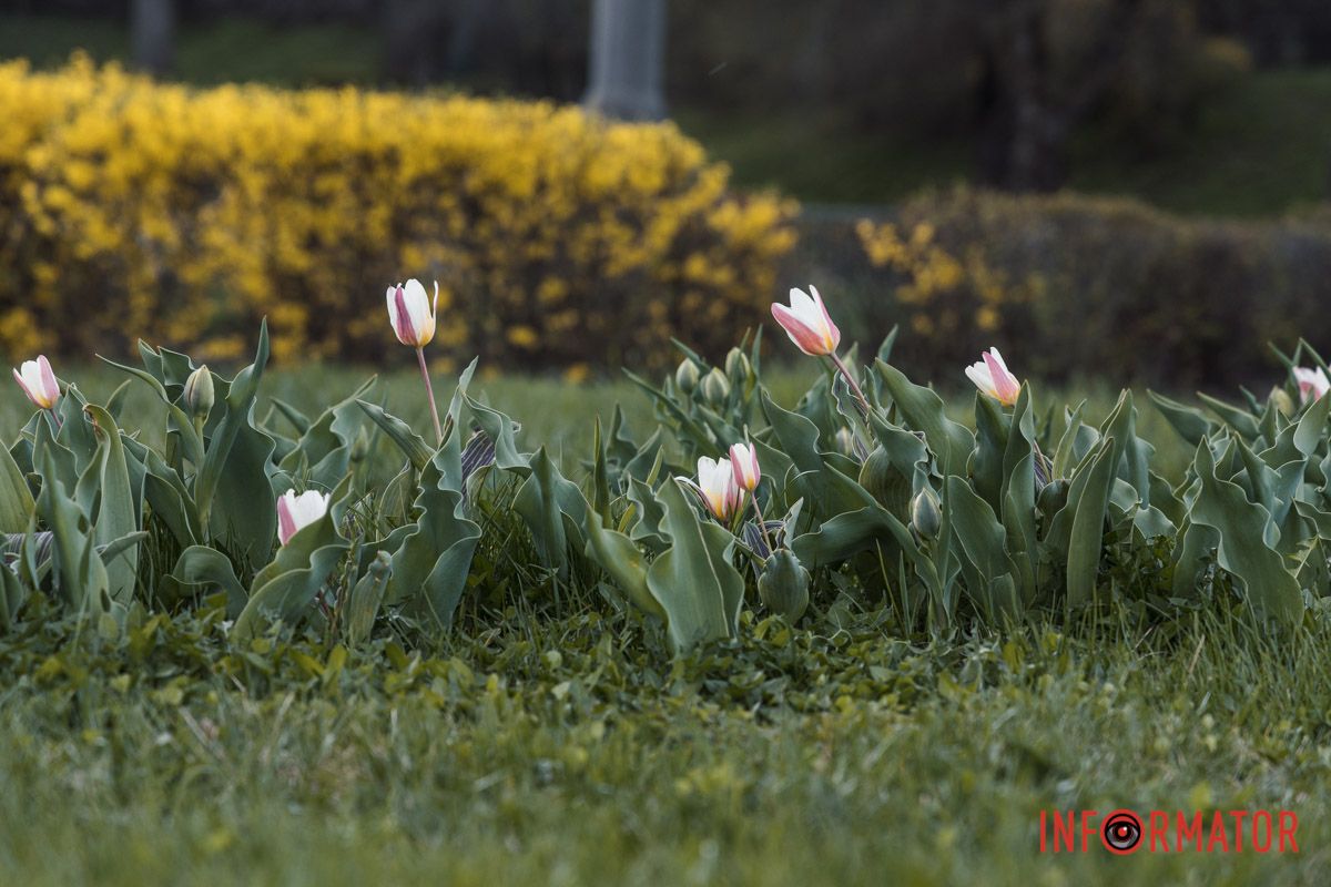 У Дніпрі на Січеславській Набережній розквітли перші бутони тюльпанів 16