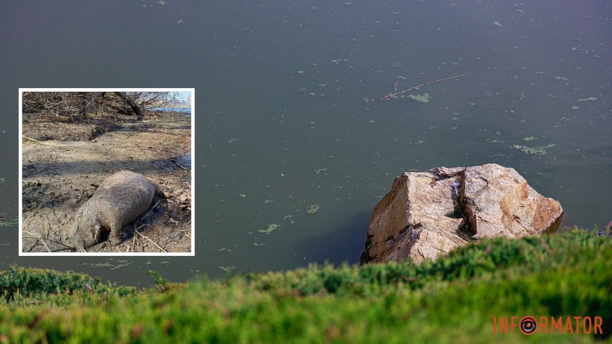 Загибель риби та нутрії на Перемозі у Дніпрі: що кажуть експерти