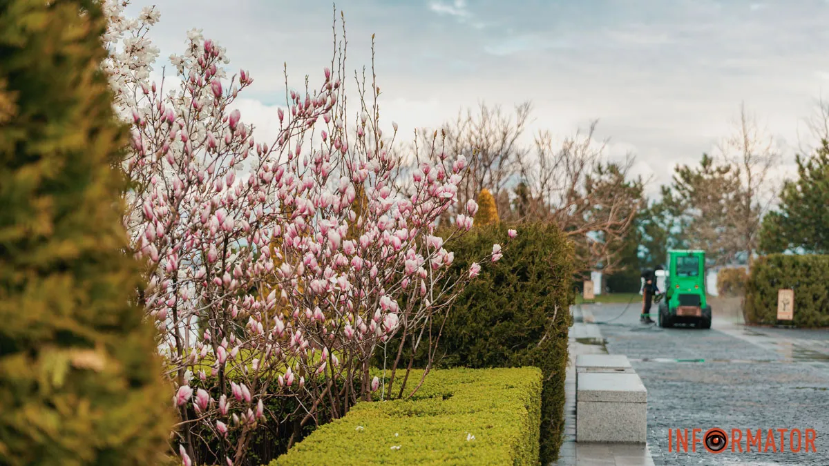 Рожева тендітність: у яхт-клубі "Січ" у Дніпрі квітнуть магнолії