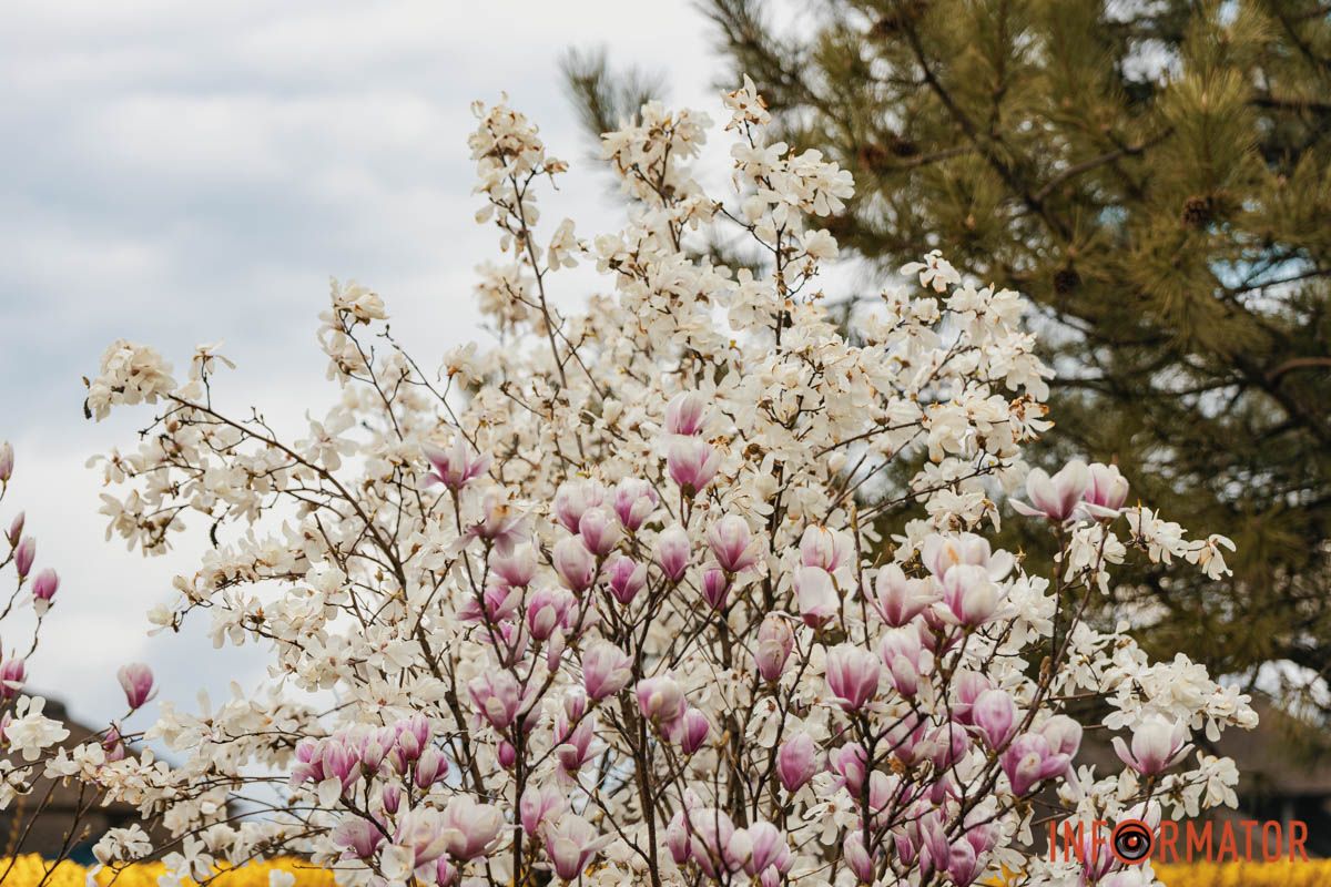 У Дніпрі у яхт-клубі “Січ” квітне магнолія