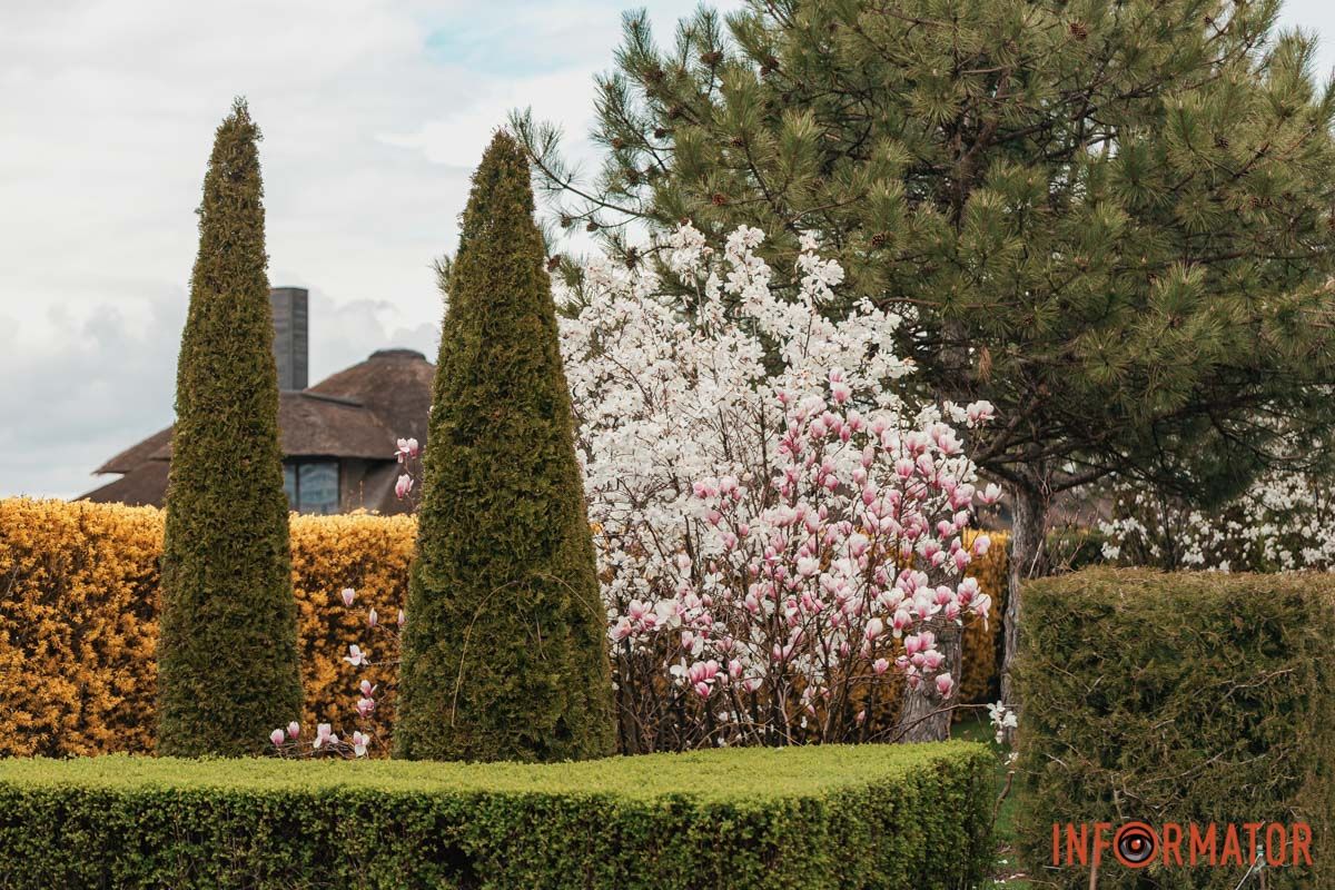 Тендітні рожеві квітки одразу привертають увагу