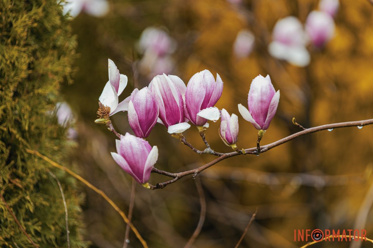 Така краса – чудовий фон для фото