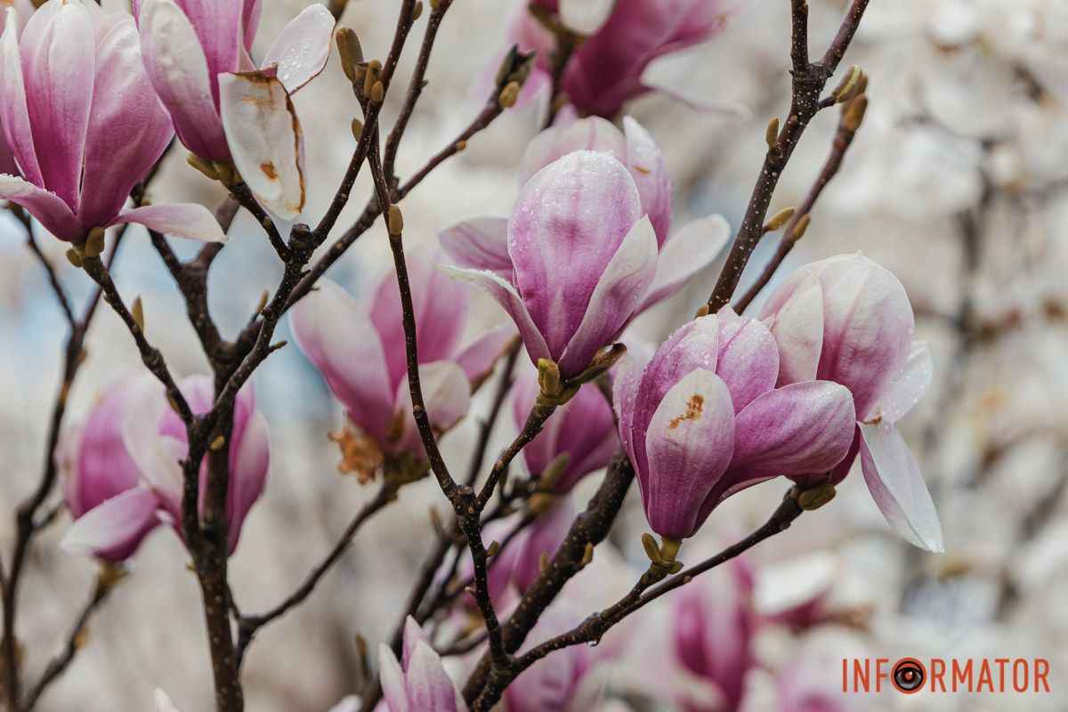 Фото: Андрій Шушпан