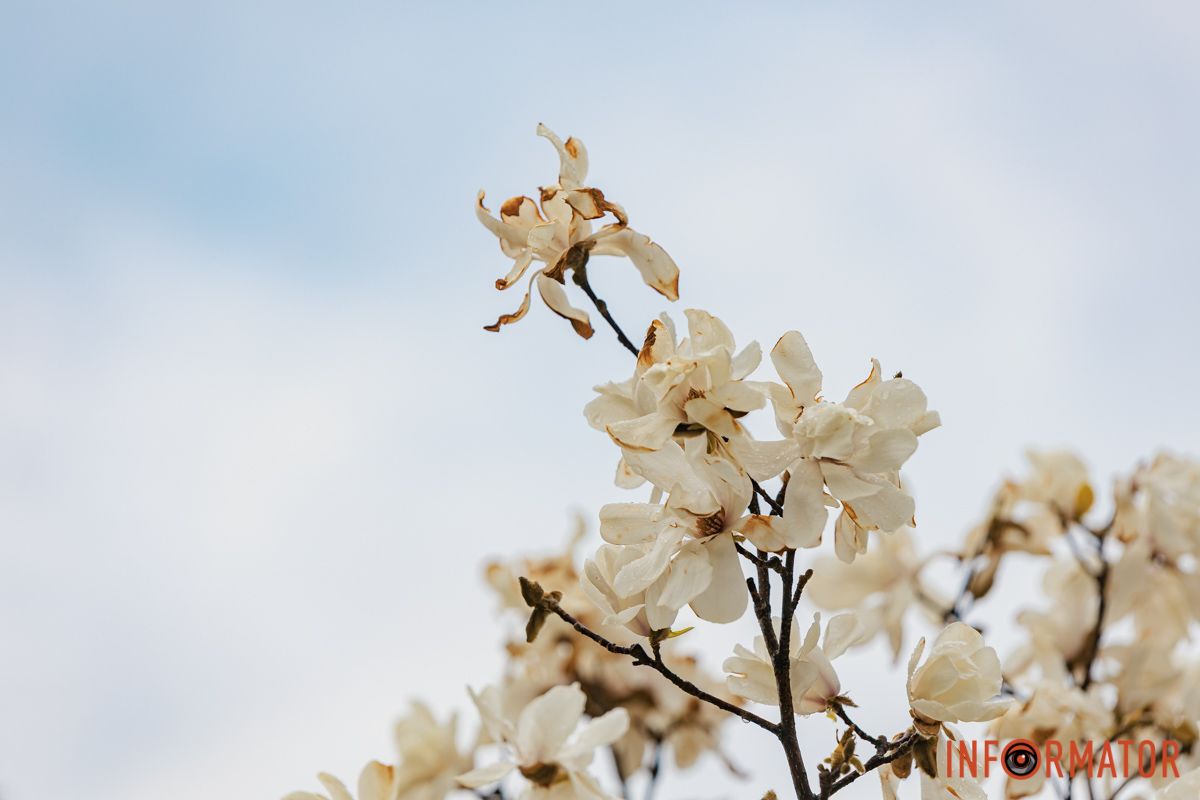 Небо та пелюстки