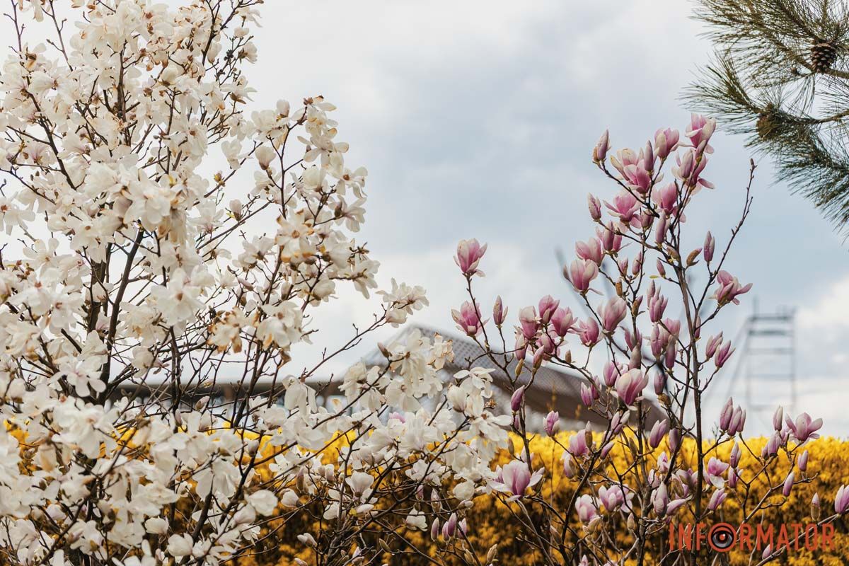 Біле та рожеве
