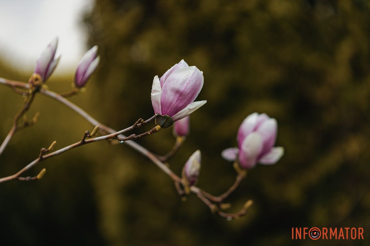 Краплі на пелюстках