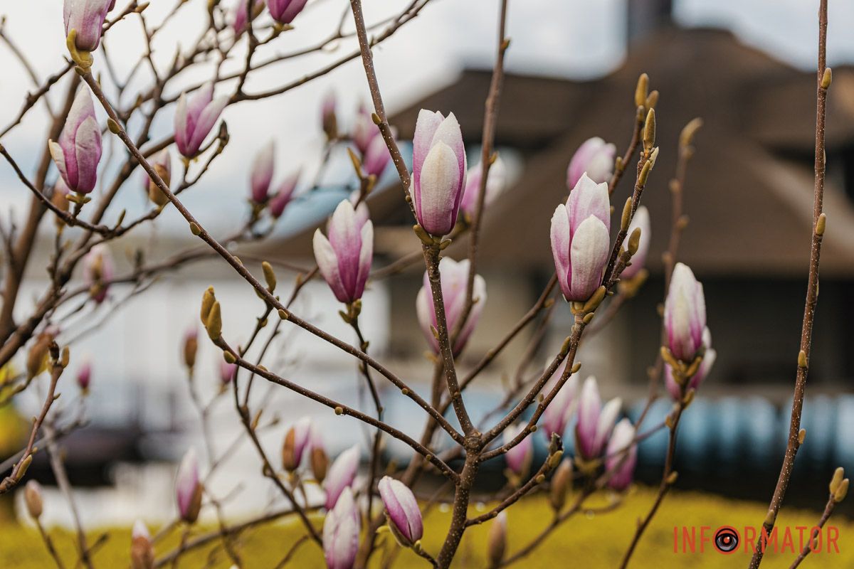 Весна у місті