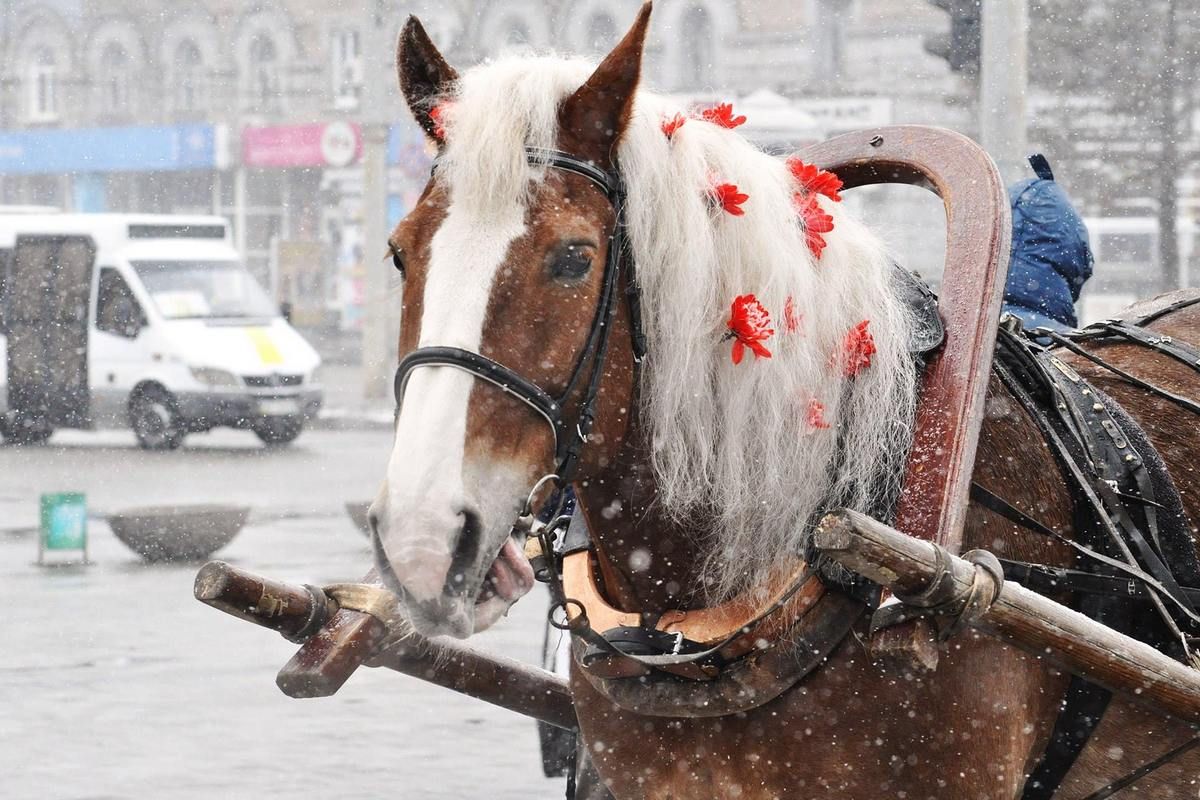 Коник працював на святах у Дніпрі коники 2