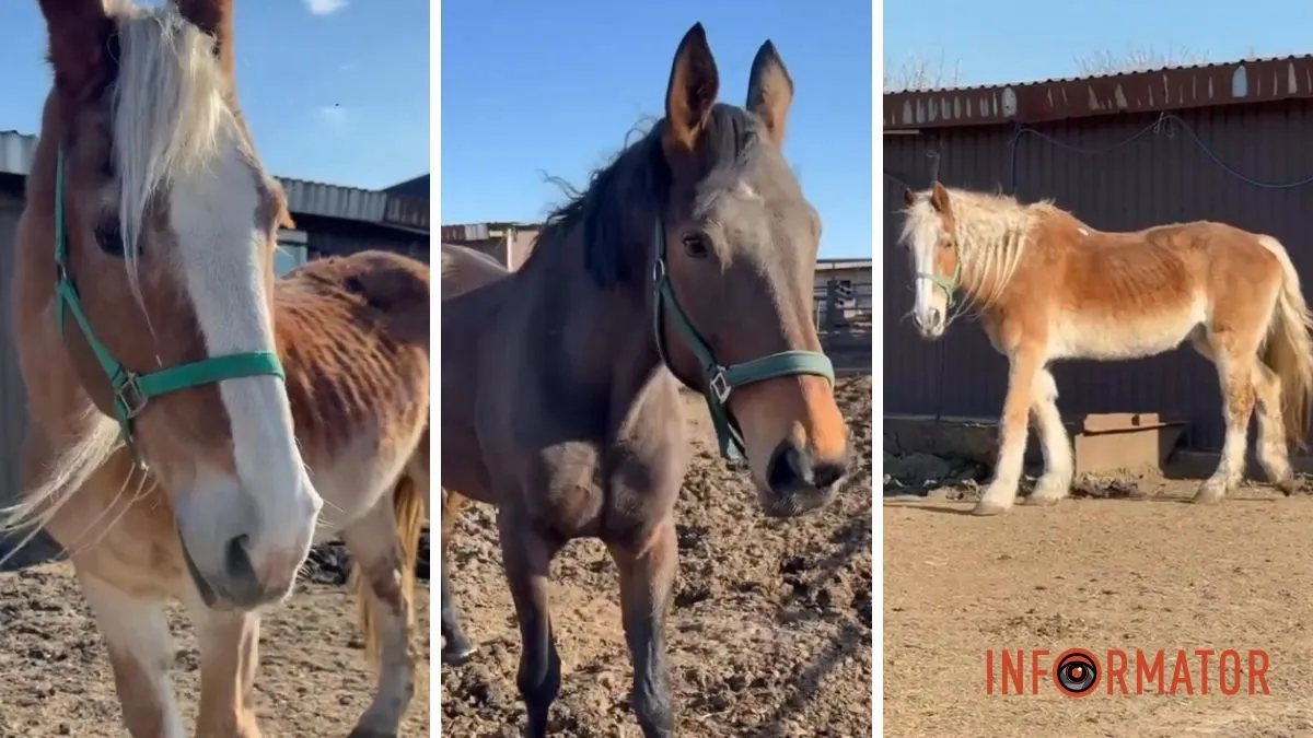 Потрібна допомога: у притулку рятують коней з Дніпра, яких відправили на «заслужену пенсію»