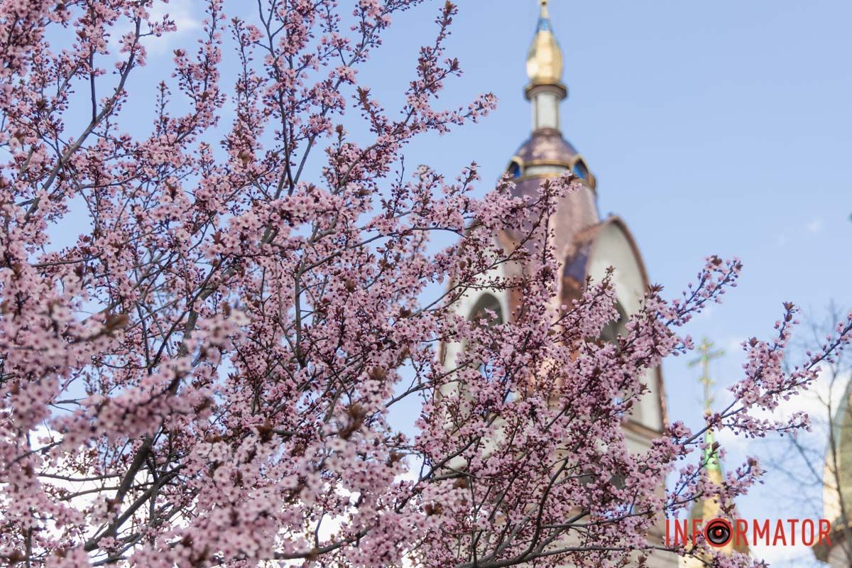 У сквері імені Олександра Усачова настала пора цвітіння сакури