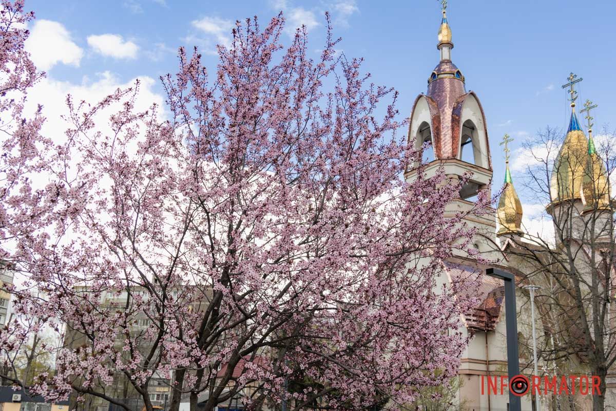 Пік цвітіння  пік якого зазвичай припадає на середину-кінець квітня