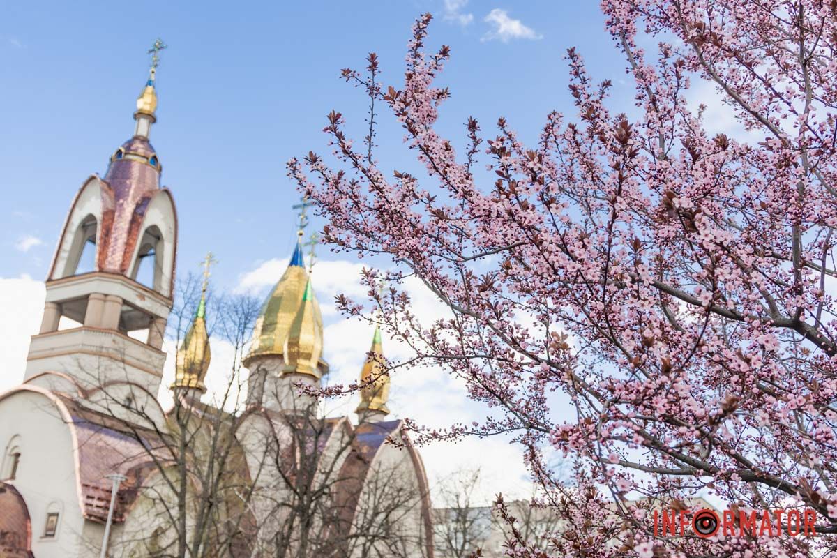 Цвітіння триває 1 - 2 тижні