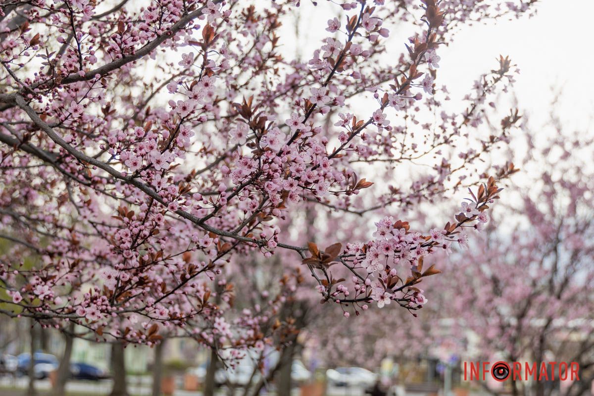 Ніжність у кожній пелюстці