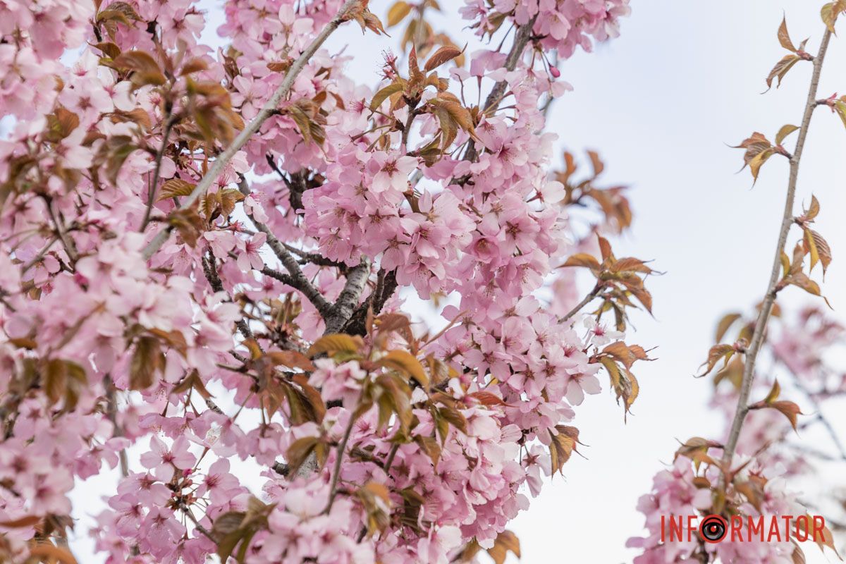 Гайда робити знімки