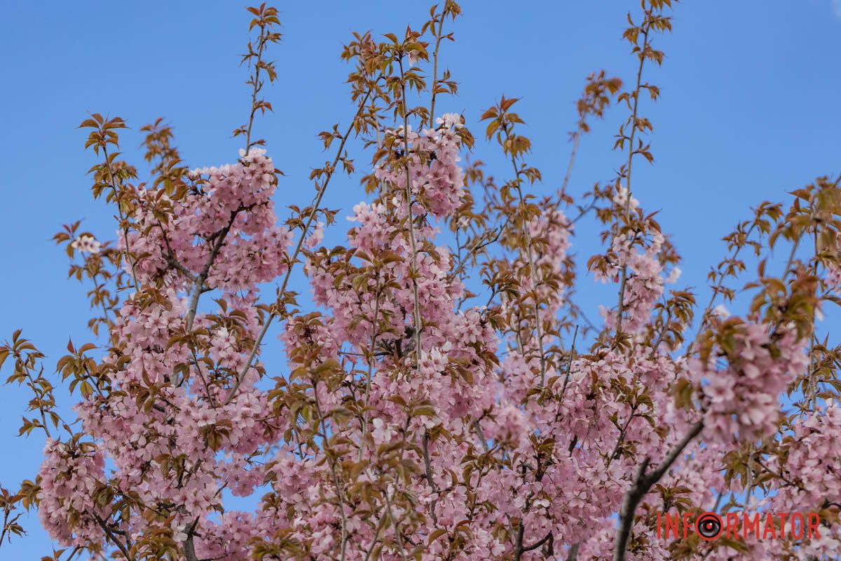 Рожеві пелюстки