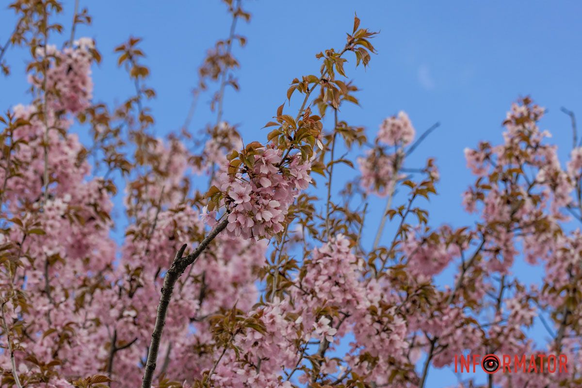 Весна прийшла