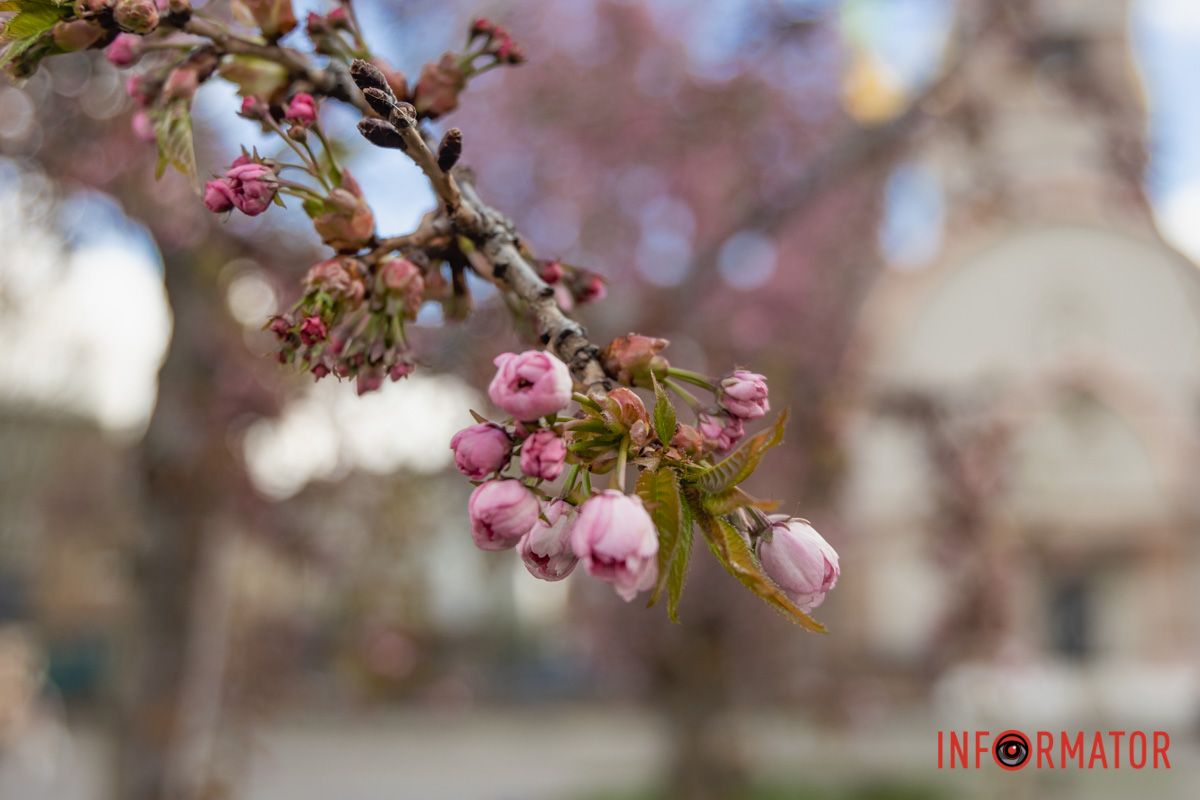 А ці вже готуються розквітнути