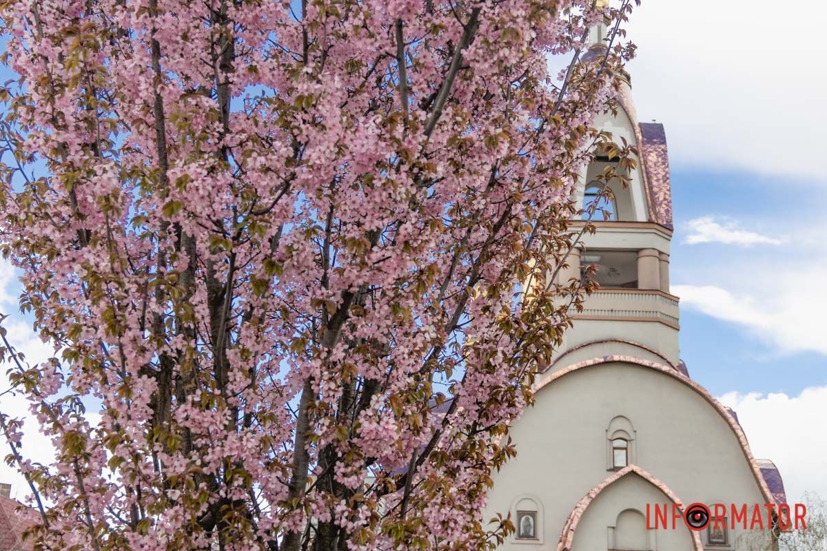 Ніжно-рожеві хмаринки на гілках створюють неймовірну атмосферу