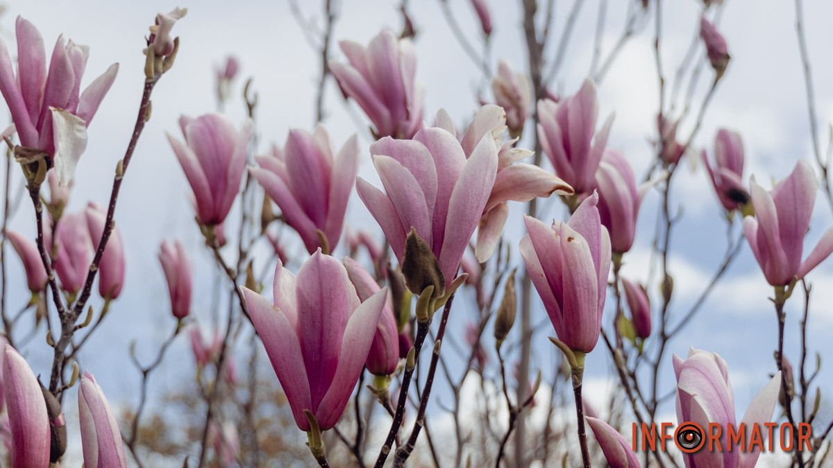 Весна – час для фотосесій: де у Дніпрі шукати квітучі магнолії