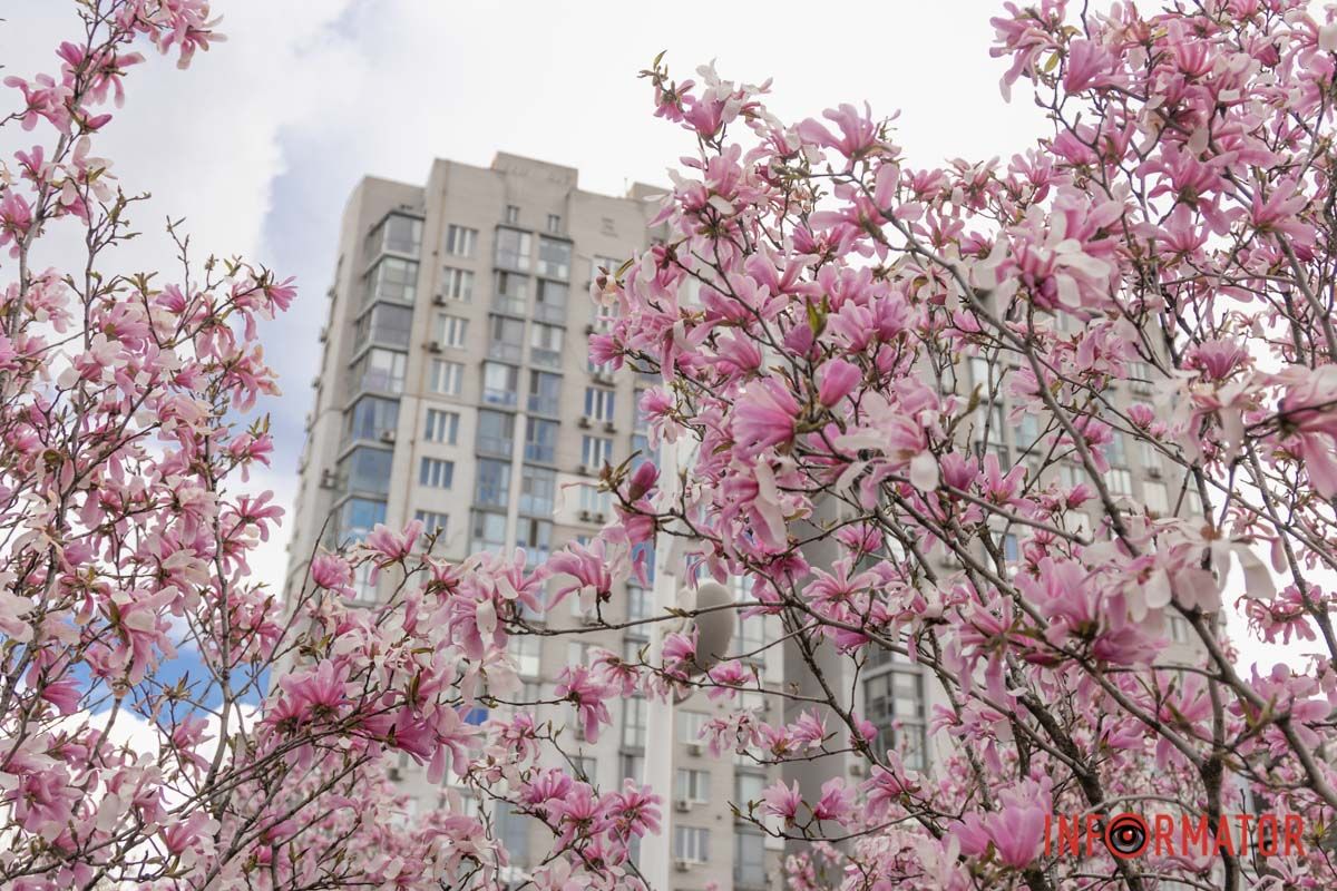 Магнолії з ніжним бузковим відтінком на Успенській площі