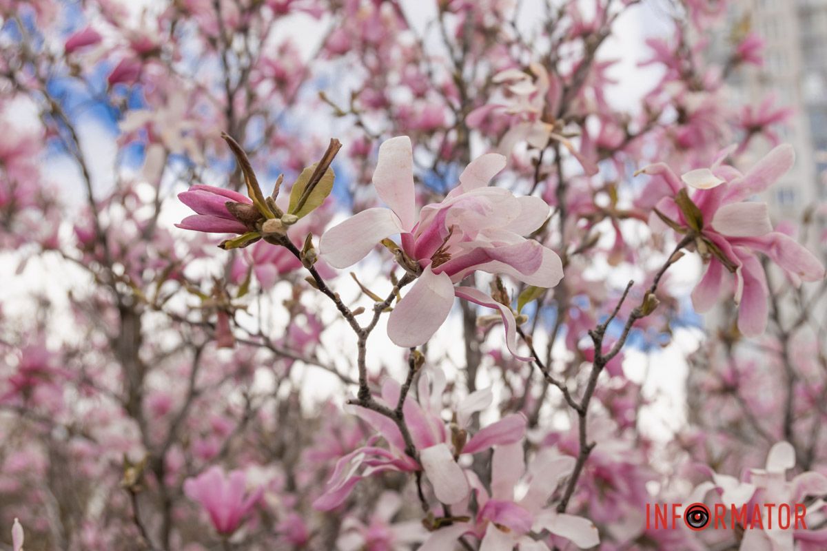 Квітучі гілки