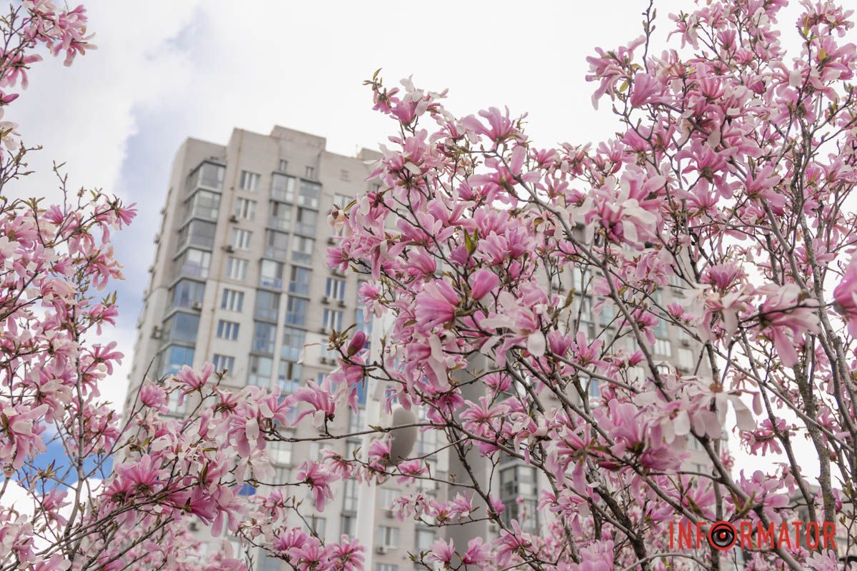 Магнолії створюють весняний настрій