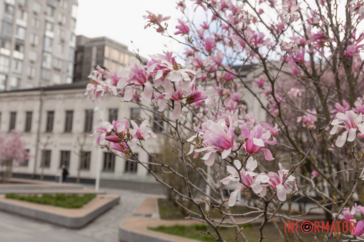 Приваблюють перехожих