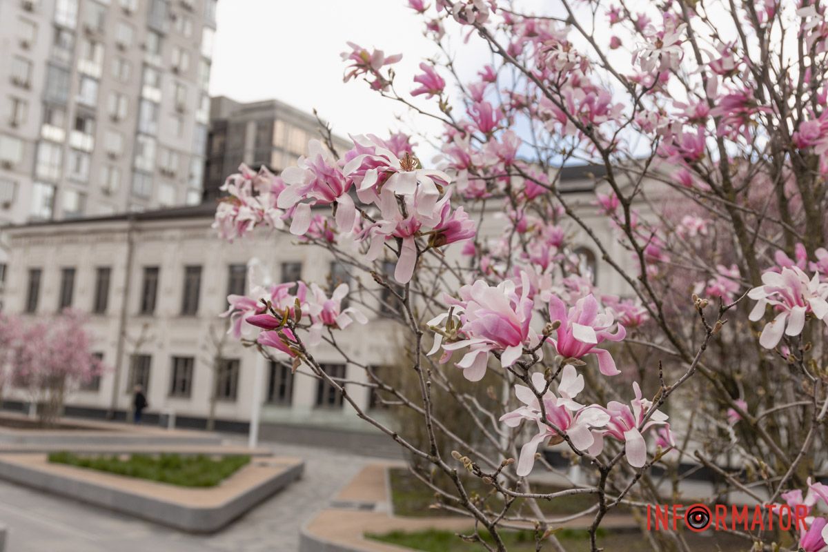 Квітучі дерева прикрашають оновлений сквер
