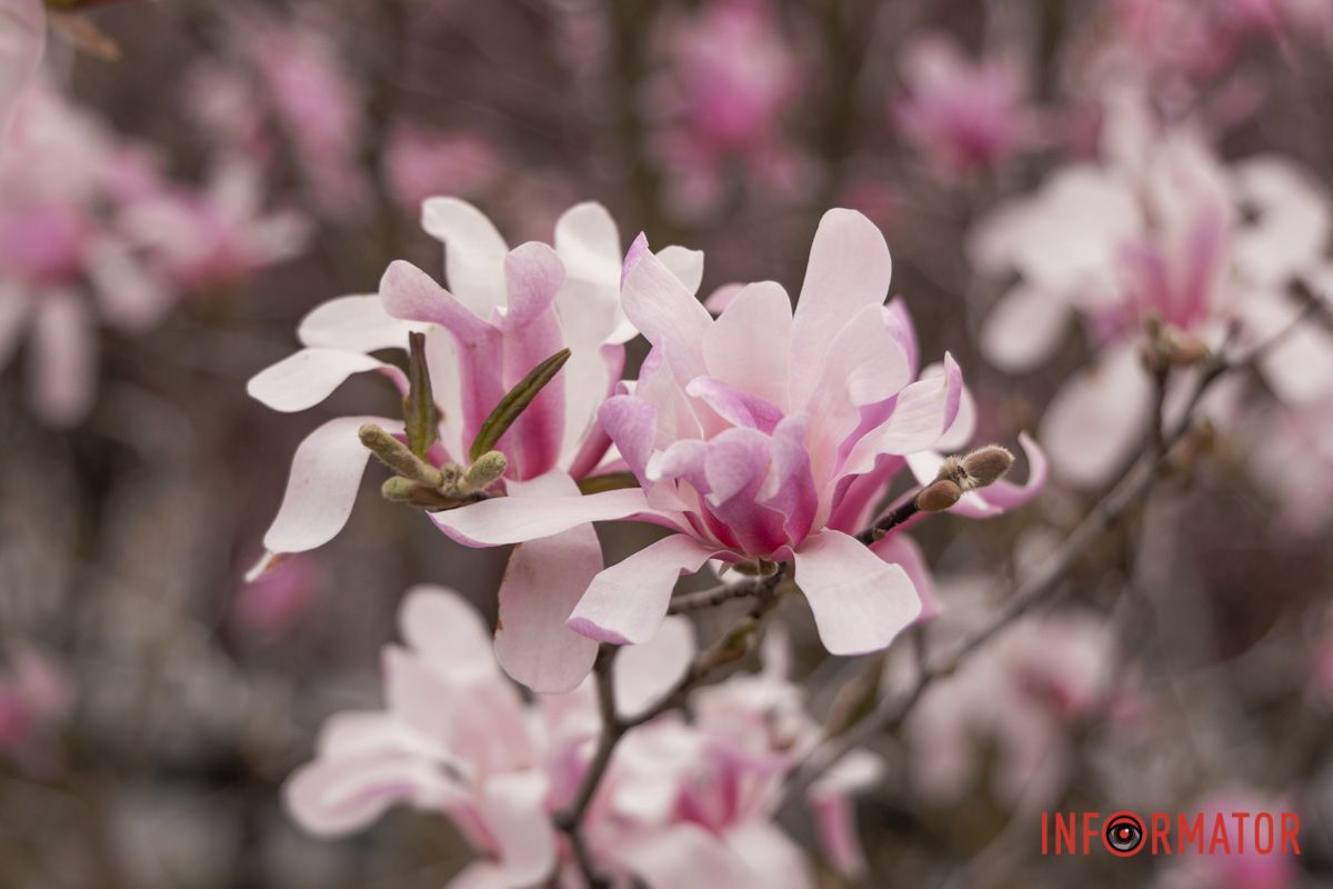 Краса у своєму кольорі та цвітінні