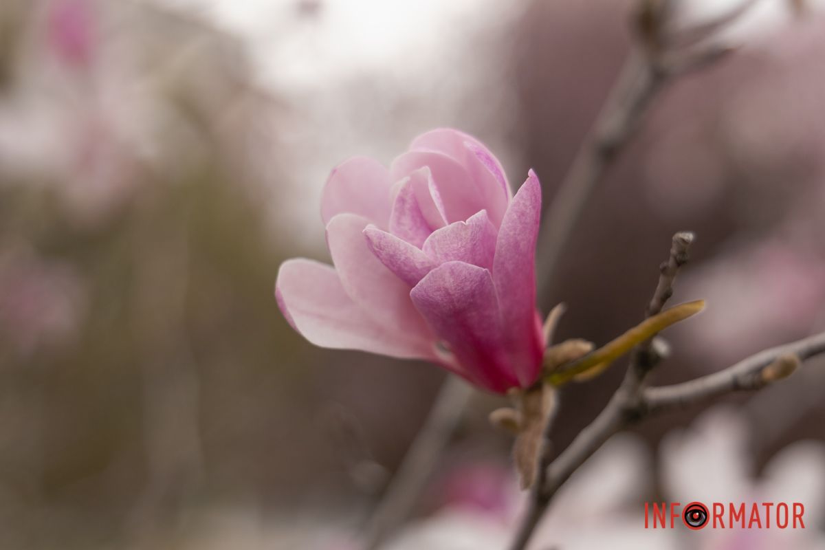 Пелюстки магнолій серед сучасного простору площі