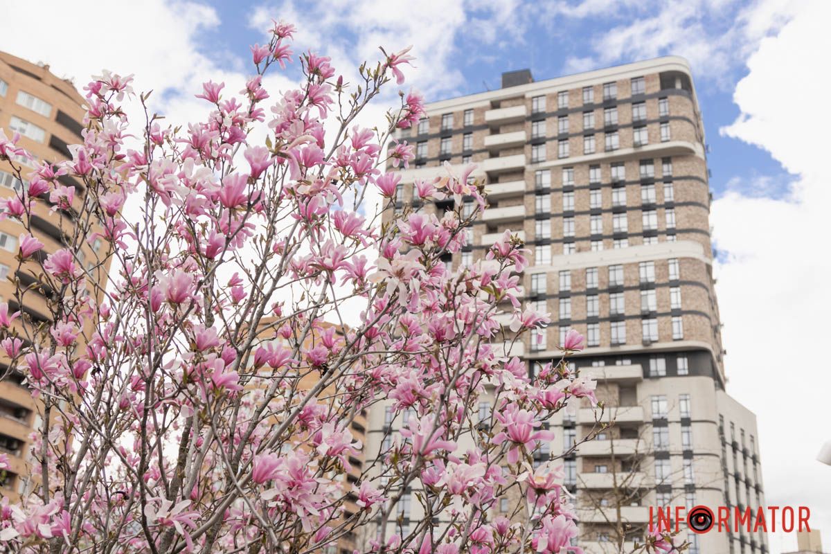 Бузкові магнолії серед міського пейзажу