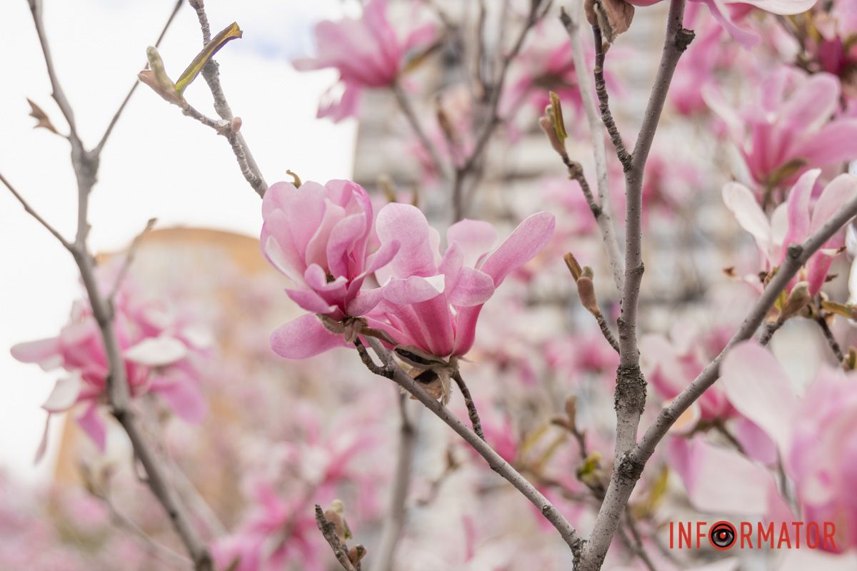 Граціозні квіти