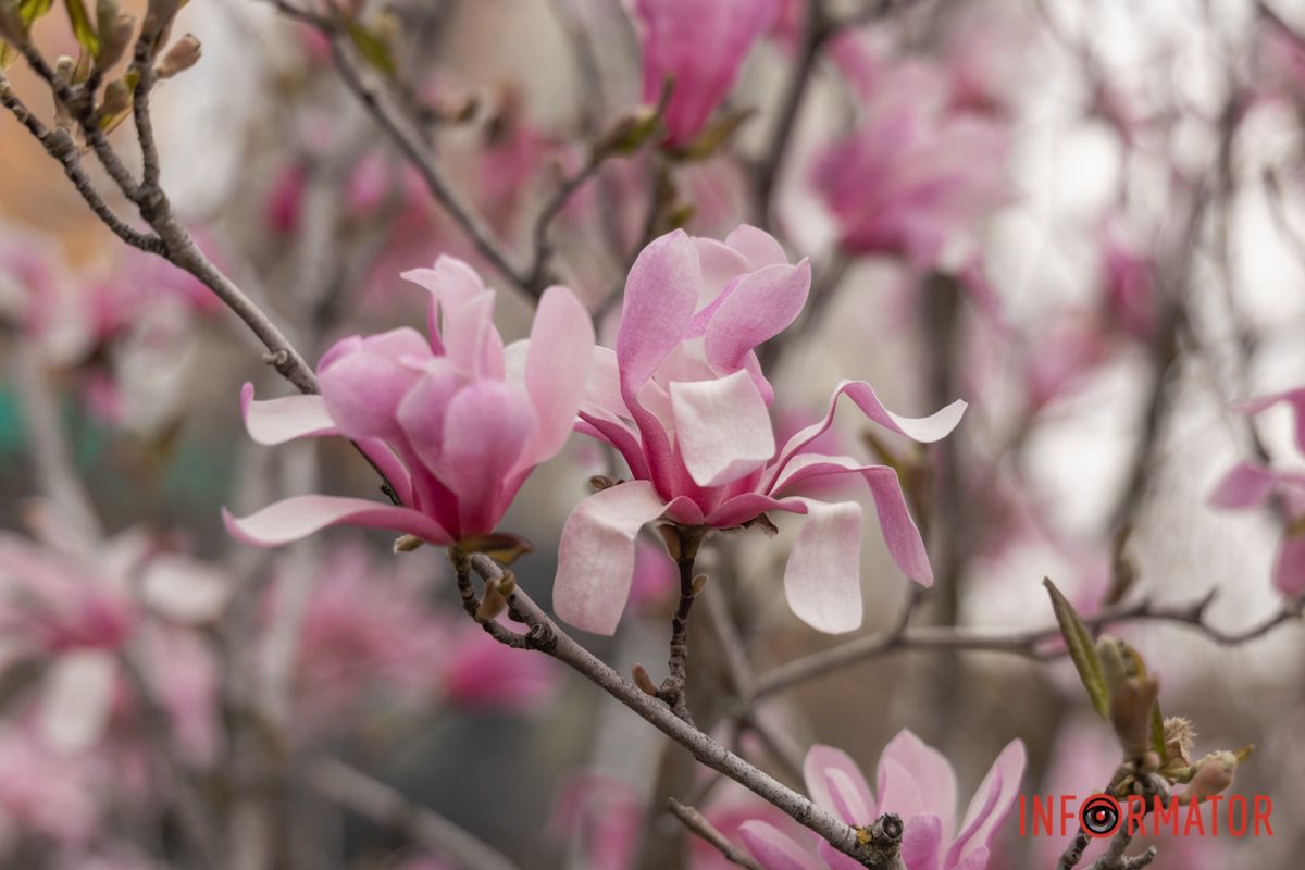 Весняне цвітіння у центрі Дніпра