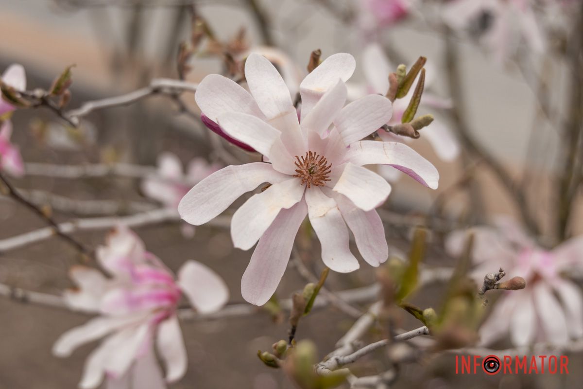 Неймовірні деталі