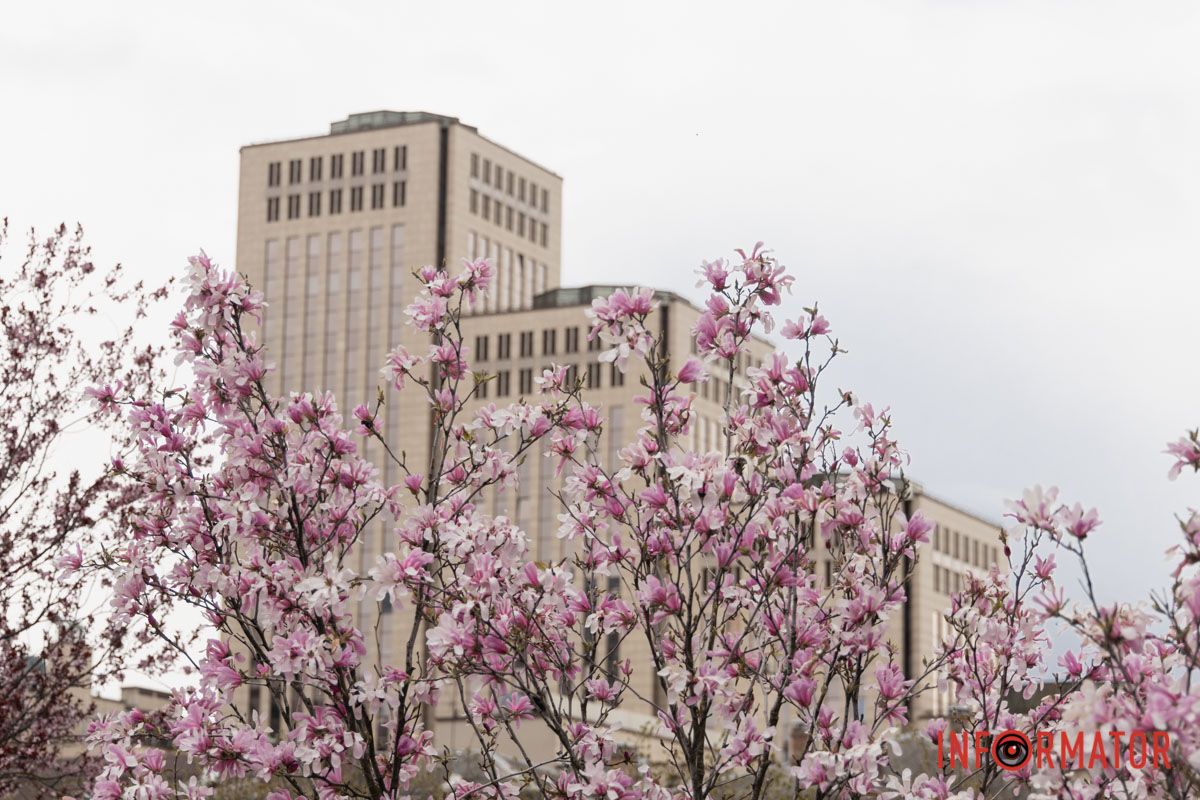 Сквер наповнився весняними кольорами