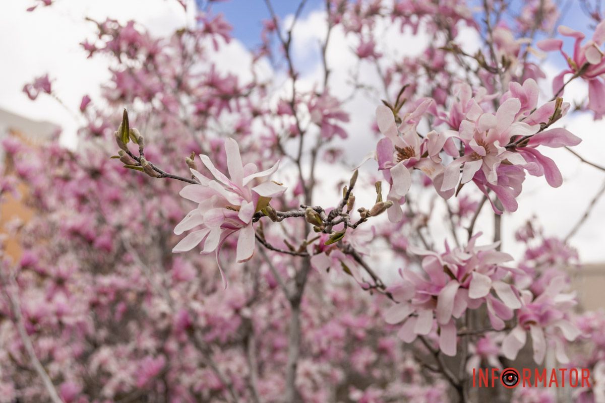 Весняні барви