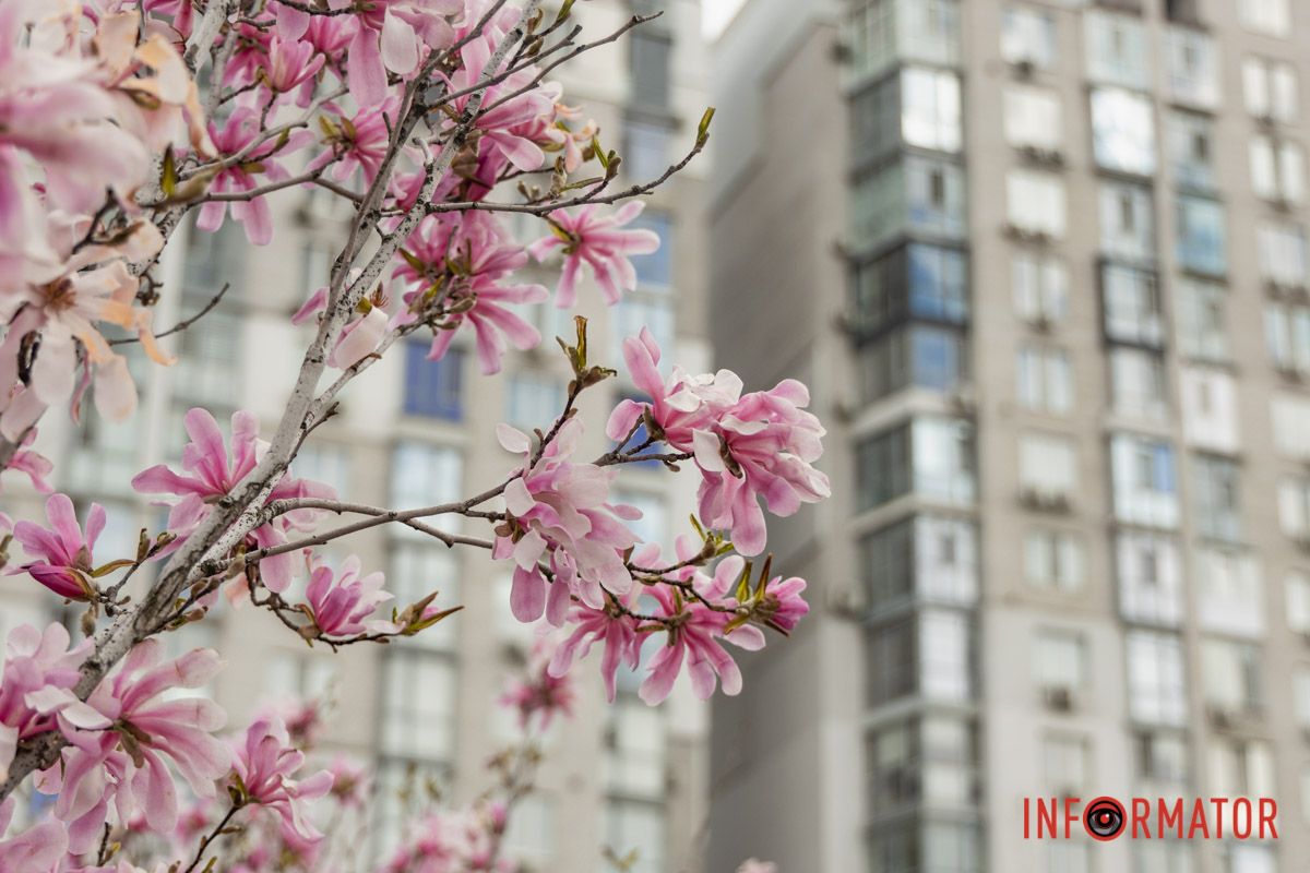 Ніжне цвітіння