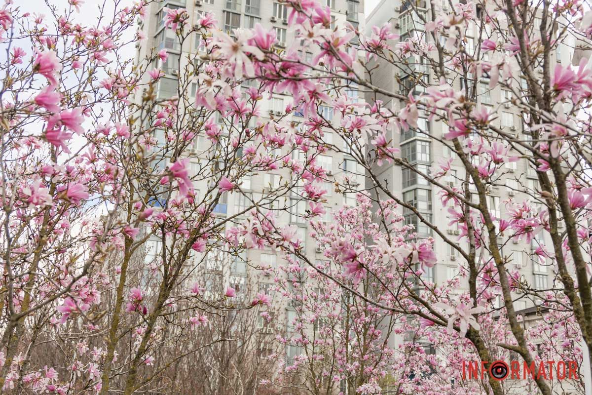 Рожева "стіна"