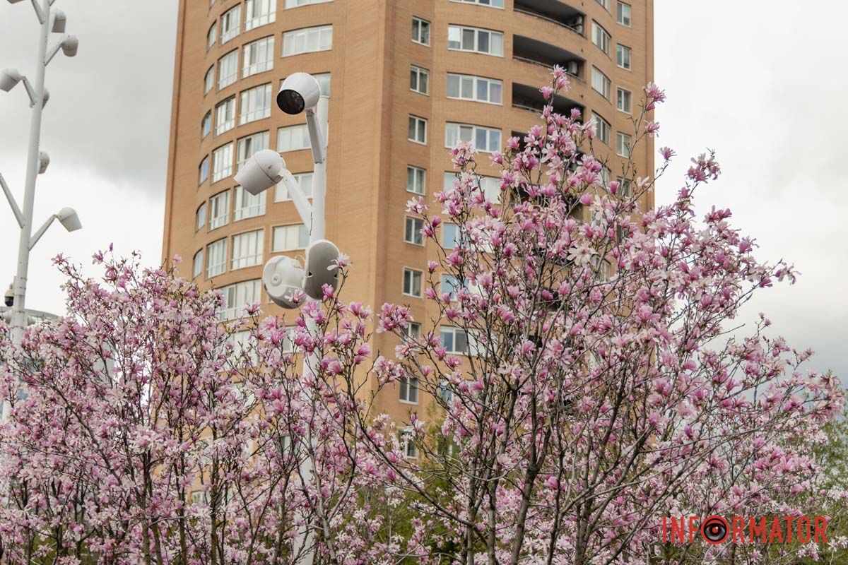 Ніжні пелюстки на тлі міської архітектури