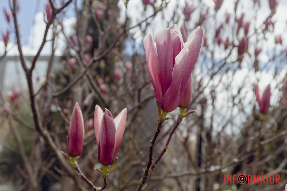 Пелюстки магнолії у променях світла