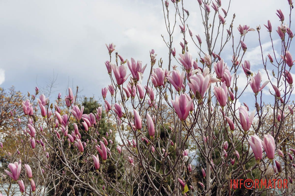 Квіти на фоні весняного неба
